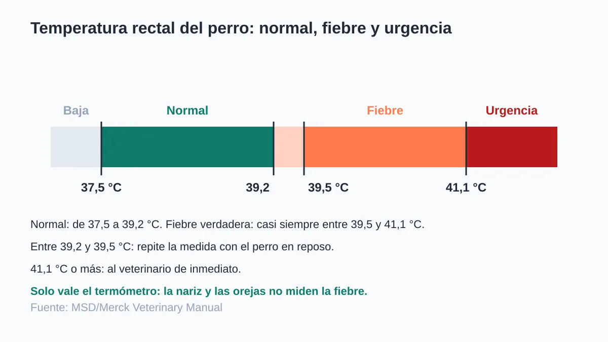 Cómo saber si mi perro tiene fiebre: temperatura normal