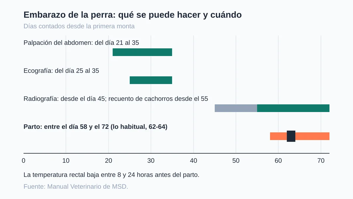 Cuánto dura el embarazo de una perra: días y calendario