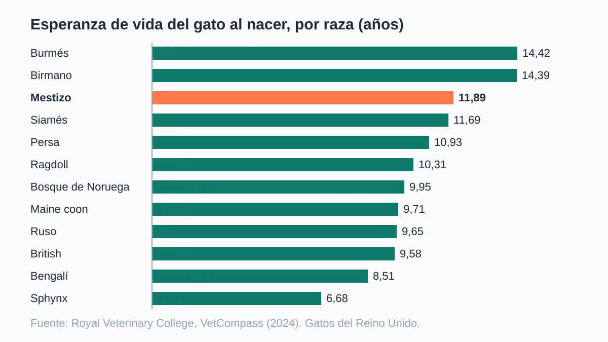 Cuánto vive un gato: esperanza de vida según los estudios