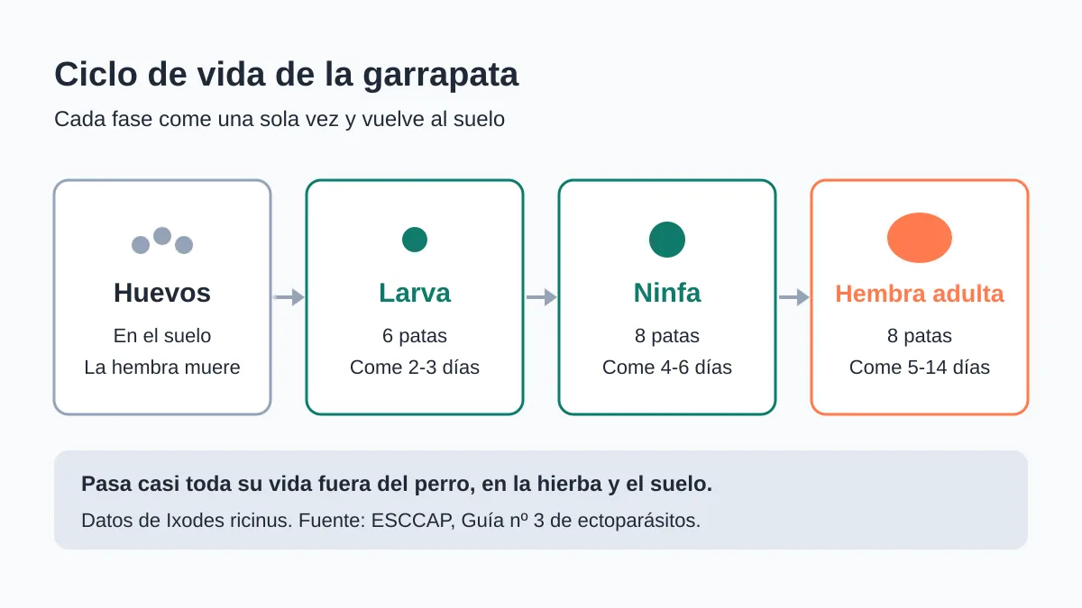 Garrapatas en perros: riesgos, enfermedades y prevención
