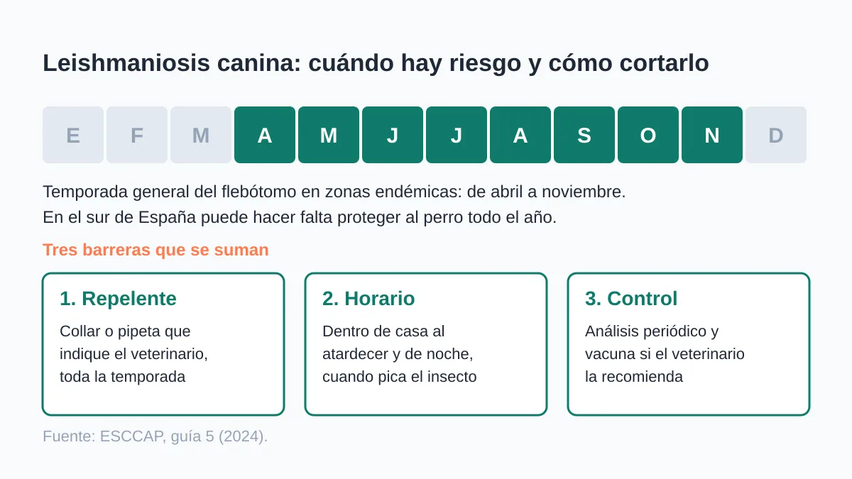 Leishmaniosis en perros: síntomas, contagio y prevención