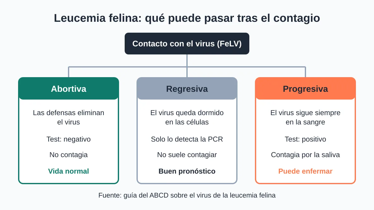 Leucemia felina (FeLV): contagio, síntomas y esperanza de vida