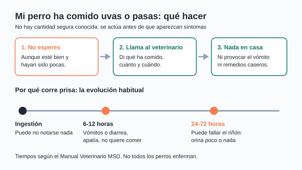 ¿Los perros pueden comer uvas? No: por qué y qué hacer