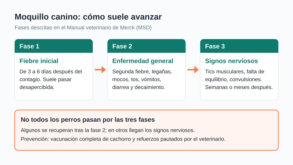 Moquillo en perros: síntomas, contagio, tratamiento y vacuna