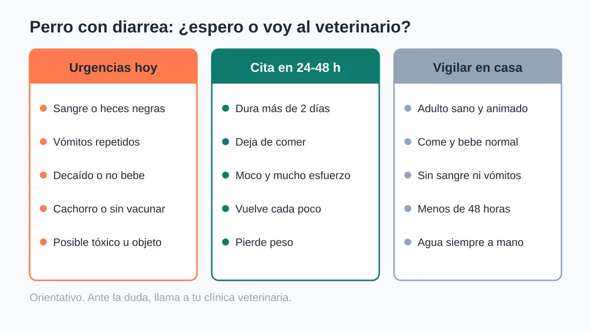 Perro con diarrea: causas, qué hacer y cuándo es urgente