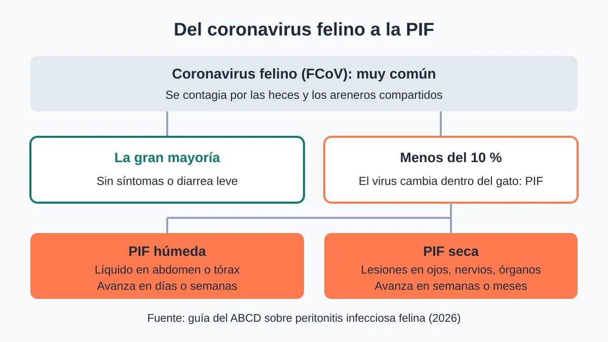 Esquema que muestra que el coronavirus felino es muy común, que la gran mayoría de los gatos infectados no enferma y que en menos del 10 % el virus cambia y causa PIF, en su forma húmeda o seca