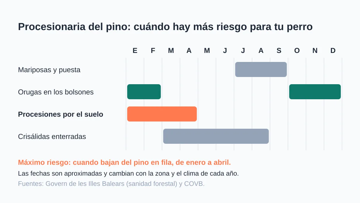 Procesionaria en perros: síntomas y qué hacer al momento