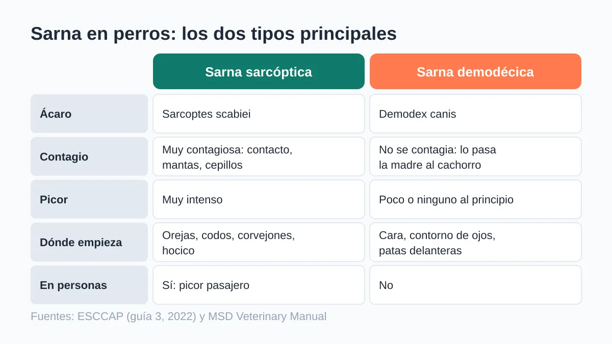 Sarna en perros: tipos, síntomas, contagio y tratamiento