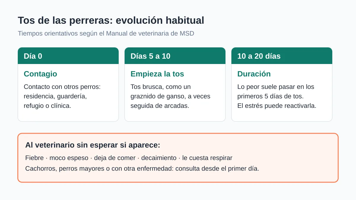 Tos de las perreras: síntomas, contagio, tratamiento y vacuna