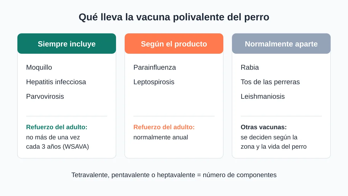 Vacuna polivalente del perro: qué protege y cuándo se pone